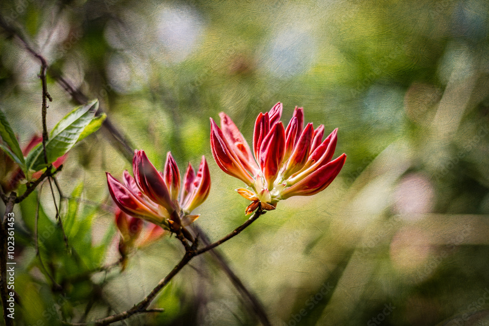 Fototapeta premium Red Flower Blooming on a Blurry Green Background and Light Bokeh