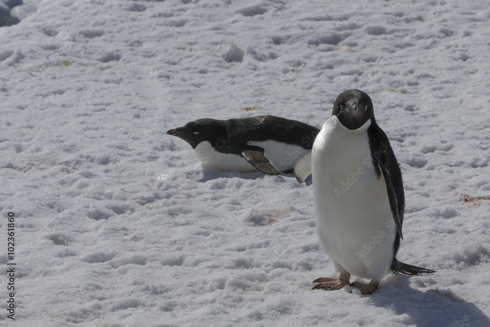 Obraz premium Adélie Penguins, Antarctica.