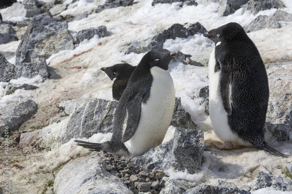Fototapeta premium Adélie Penguins, Antarctica.