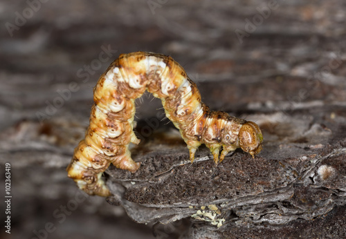 Geometer moth larva crawling on pine bark