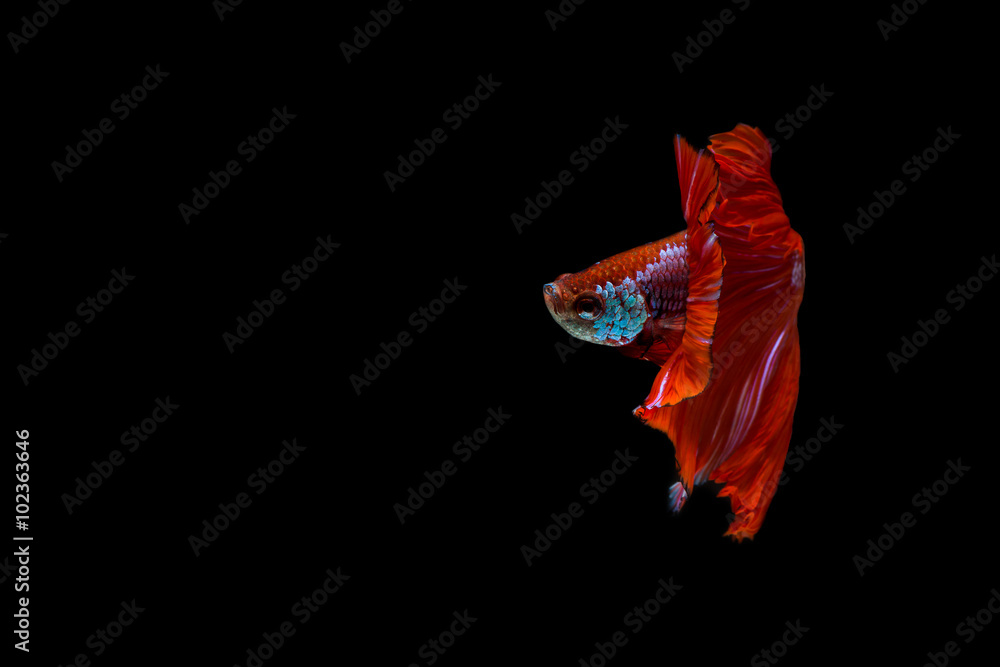 fighting fish , Betta fish fighting fish , Betta fish