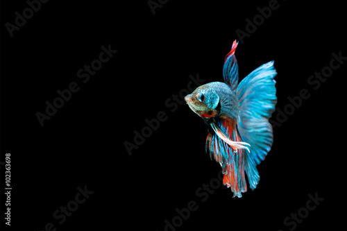 fighting fish , Betta fish