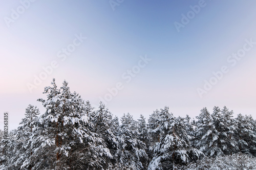 Pine trees tops covered with snow © Leonart's