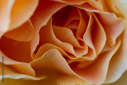Macro of a light yellow rose