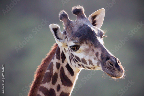 Canvas Print Giraffe