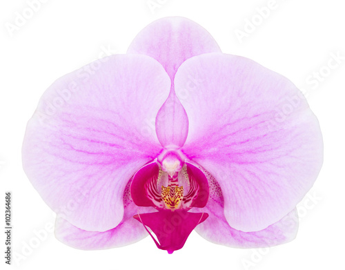 purple phalaenopsis orchid flower isolated on white with clippin