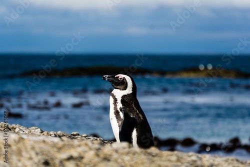 Penguin in Southafrica