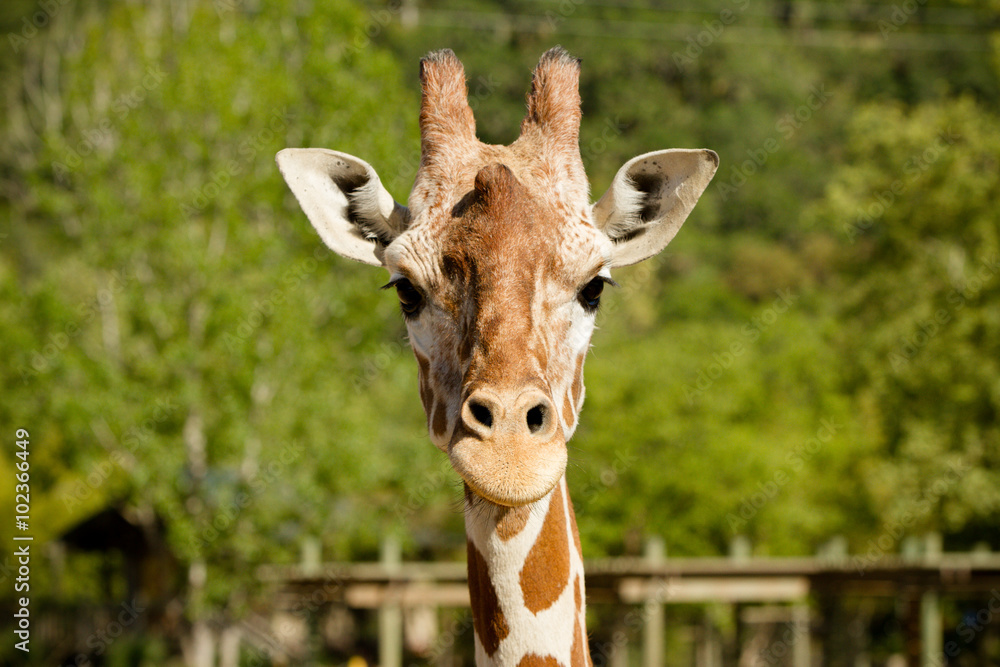 Naklejka premium Giraffe