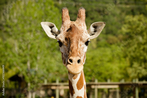 Giraffe © kcapaldo