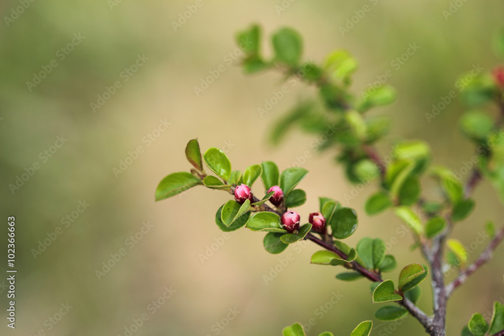 Cotoneaster blooming bush with pink flowers Cotoneaster blooming bush with pink flowers