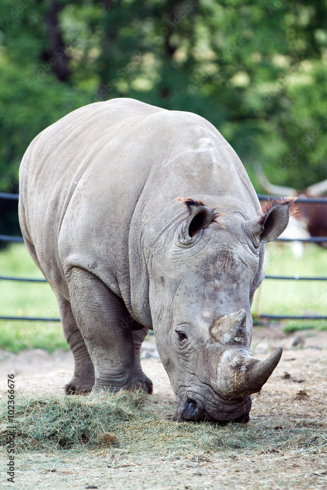 Fototapeta premium White Rhinoceros