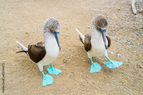 Obraz na płótnie Blue foot boobie