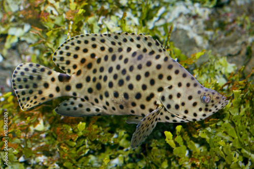  Panther fish   (Cromileptes altivelis) photo