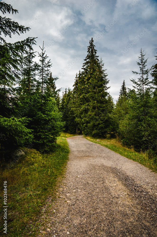 forest path forest path