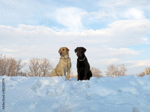 Two labradors enjoying the snow