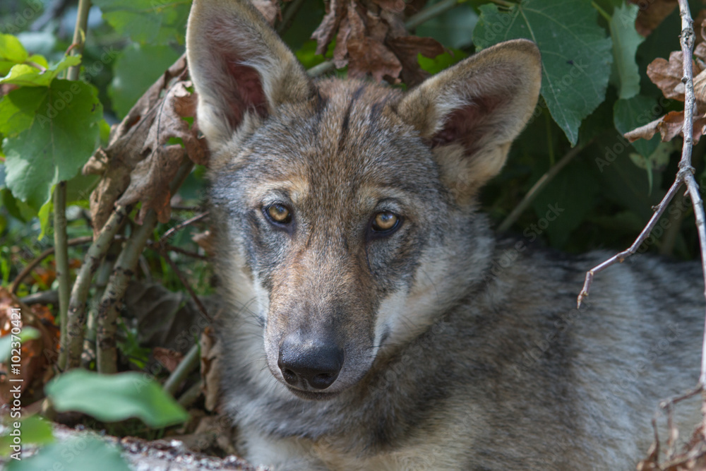 Wolf puppy relaxing in the foilage Wolf puppy relaxing in the foilage