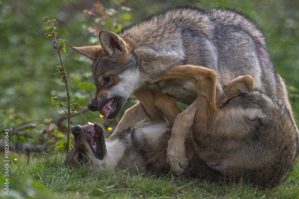 Fototapeta premium Wolf Puppy showing dominance to his brother