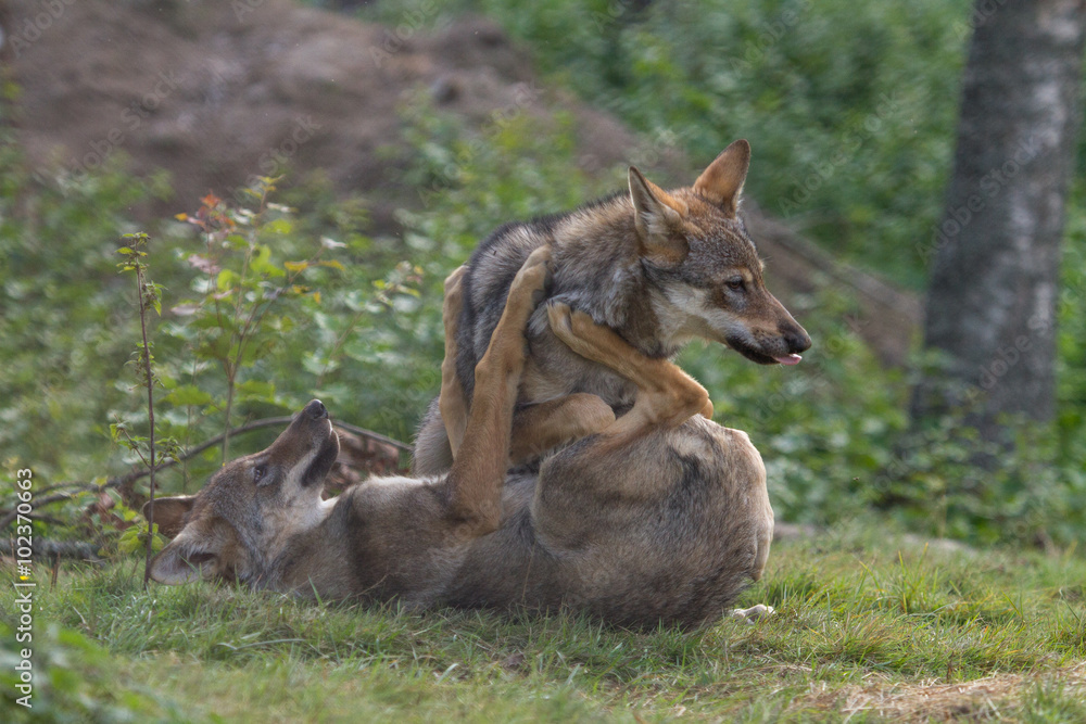 Obraz premium Wolf Puppy showing dominance to his brother