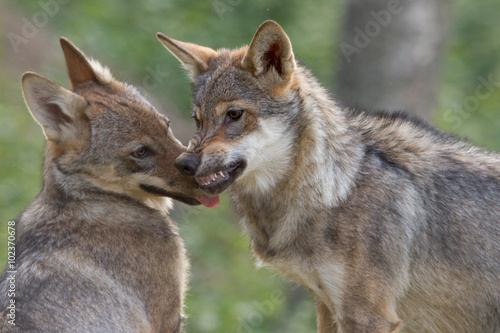 Wolf Puppy showing dominance to his brother