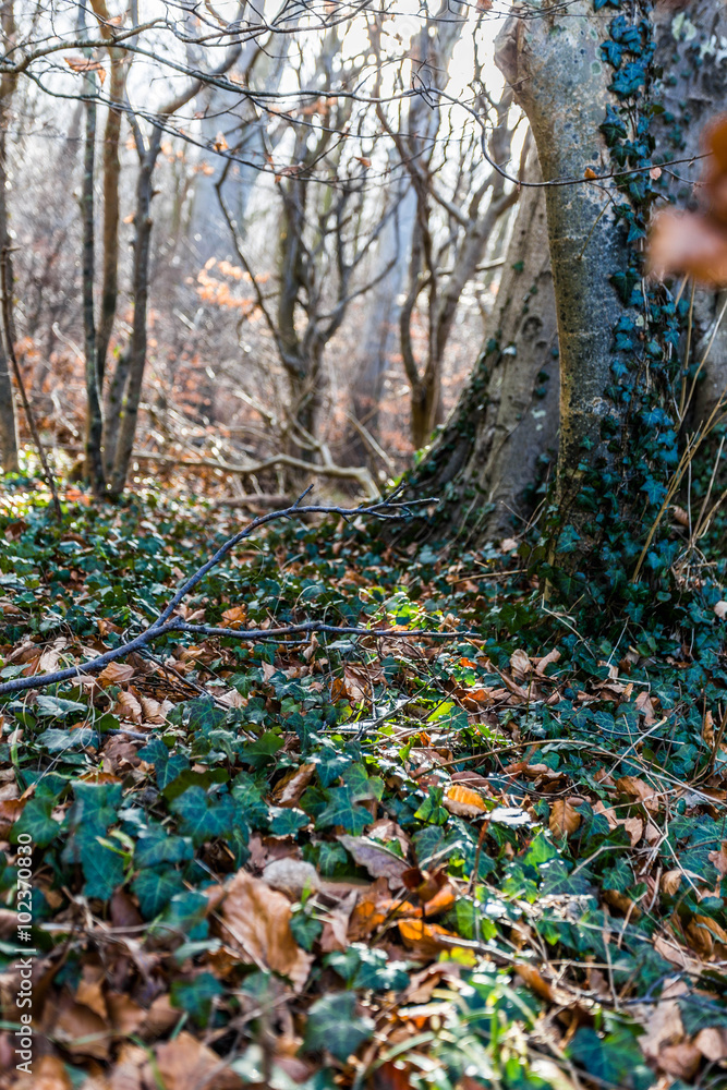 Obraz premium Ostseebad Nienhagen