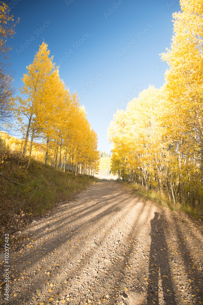 aspen forest aspen forest