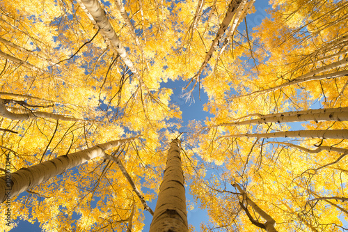 aspen forest