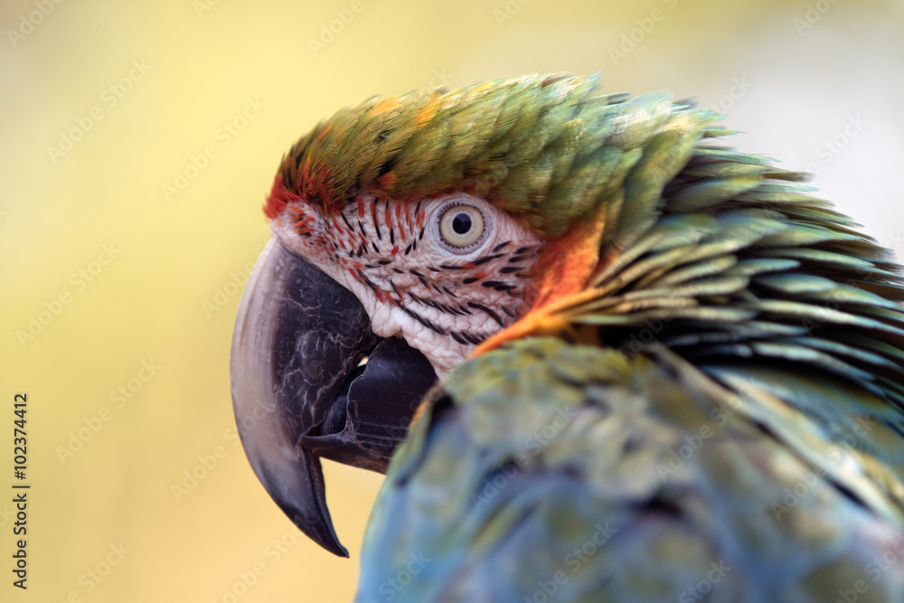 Fototapeta premium Blue and Gold Macaw