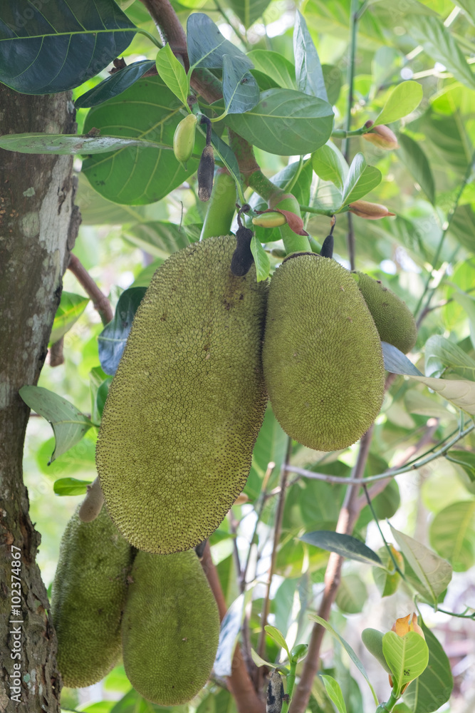 Jackfruit. Scientific name: Artocarpus heterophyllus Lam Jackfruit. Scientific name: Artocarpus heterophyllus Lam