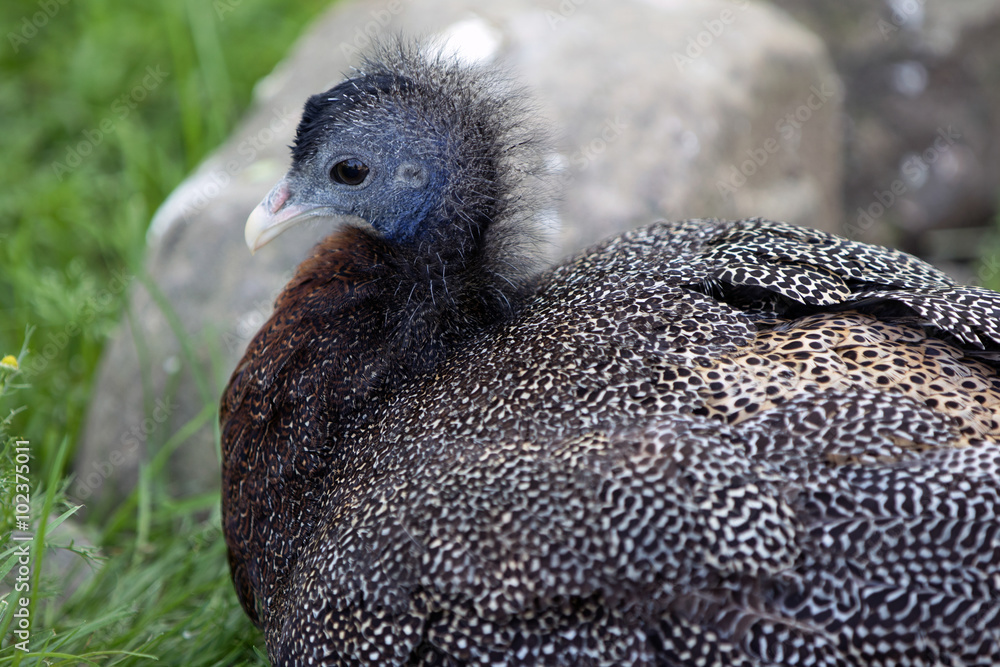Obraz premium Pheasant