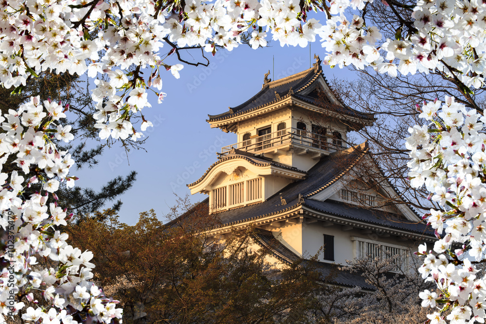 Blossoming cherry trees in an ornamental garden, pastel colors w Blossoming cherry trees in an ornamental garden, pastel colors w
