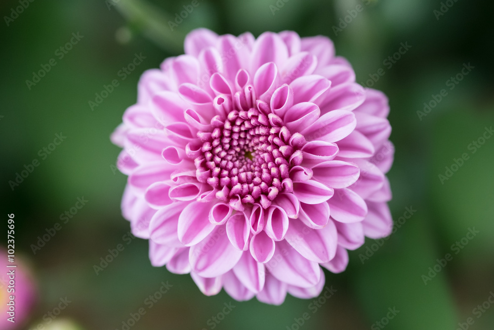 Fototapeta premium chrysanthemum flower with blur background