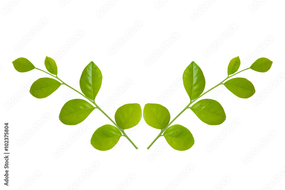 Two leaves isolated on white background