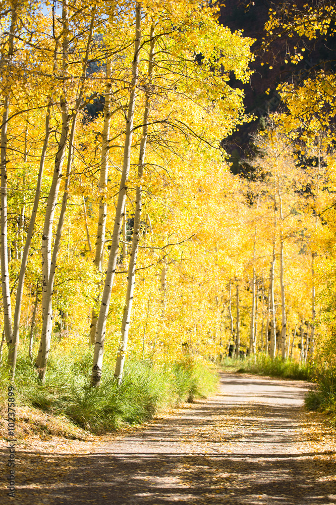 Fototapeta premium aspen forest