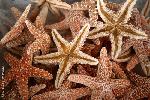 Seastars - A pile of sea stars are offered for sale outside of a shop in Tarpon Springs.