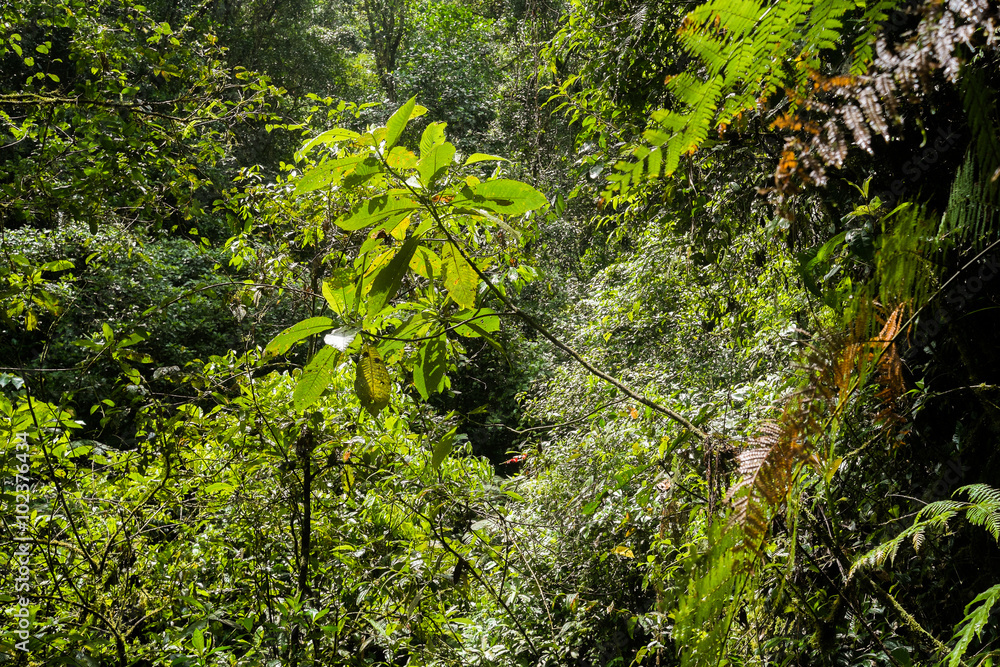 Obraz premium Podocarpus