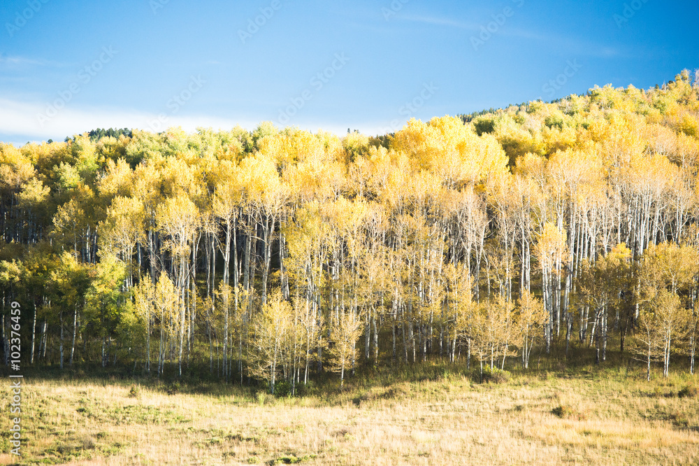 Fototapeta premium aspen forest
