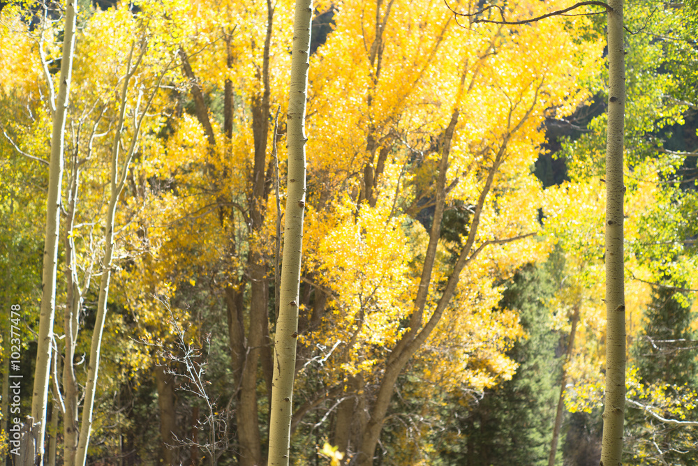 aspen trees aspen trees