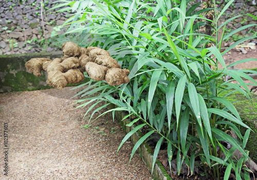 Ginger roots and plants from India. Ginger is used as spice, in herbal medicine, Indian ayurvedic medicine and folk medicine. India is the largest producer of ginger. photo