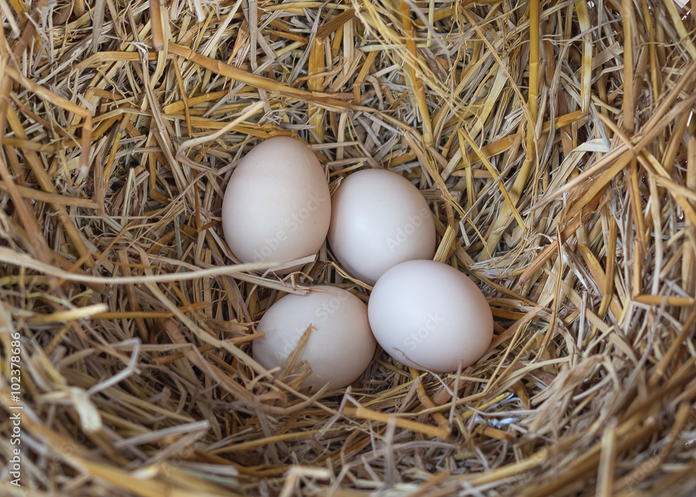 Bunch of eggs in a nest