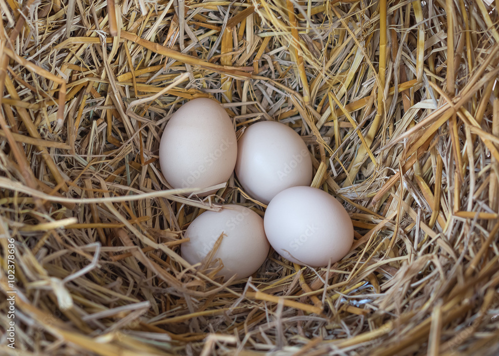 Bunch of eggs in a nest Bunch of eggs in a nest