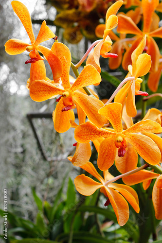Orchid   Orange orchid flower in Asia