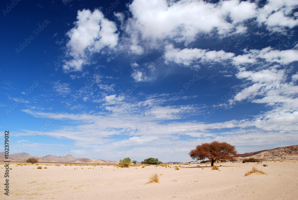 Desert Sky