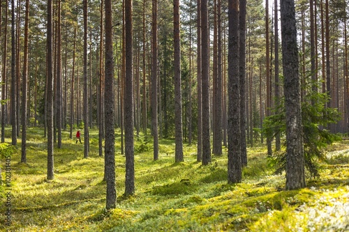 Person gathering mushrooms or berries in a beautiful green pine forest in Estonia