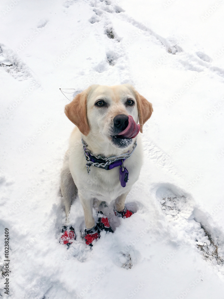 Labrador Dog in the snow