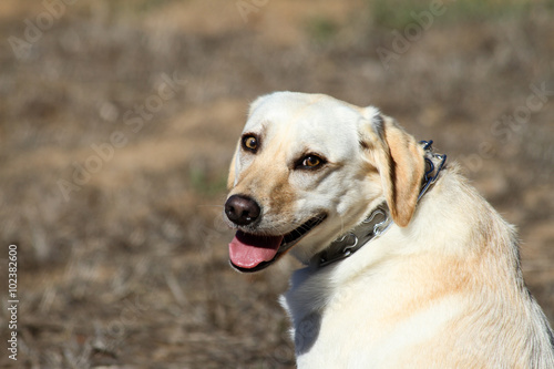 Labrador Dog on Leash sticking out tongue
