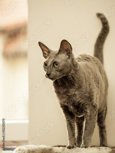 Animals at home. Egyptian mau cat portrait photo