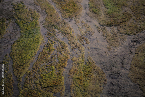 Algae polluted water,Shallow Depth of field