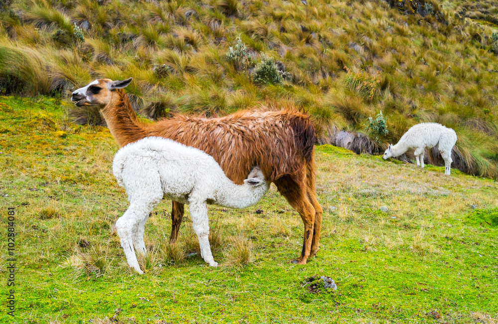 Obraz premium Parque Cajas