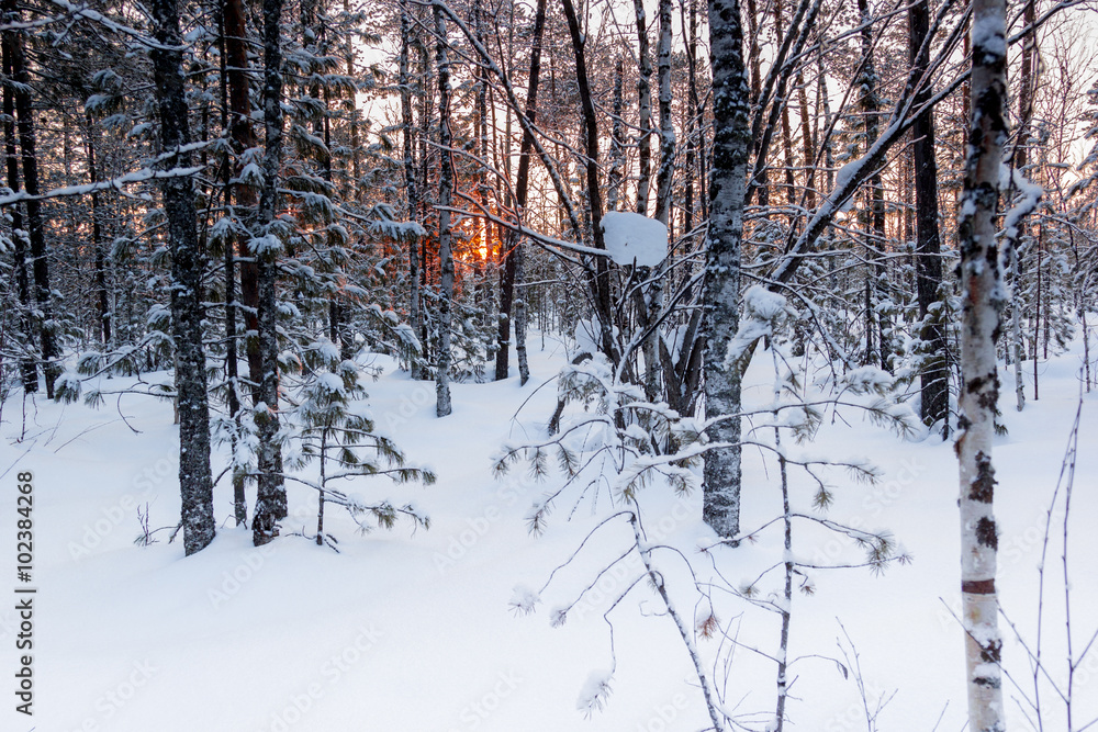 Fototapeta premium Morning in the forest