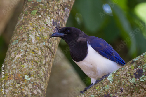 curl-crested jay